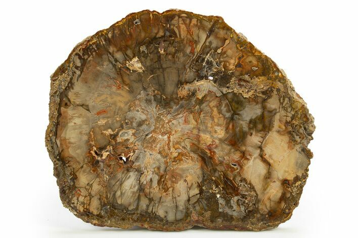 Colorful, Petrified Wood (Araucaria) Round - Madagascar #318407